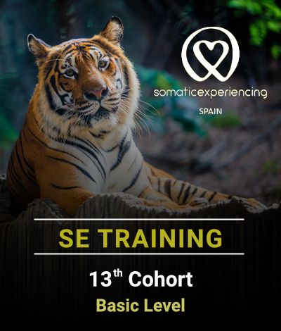 Image for registration in one of the Somatic Experiencing Spain training courses showing the image of a Bengal tiger as a background and the promotion details in text.