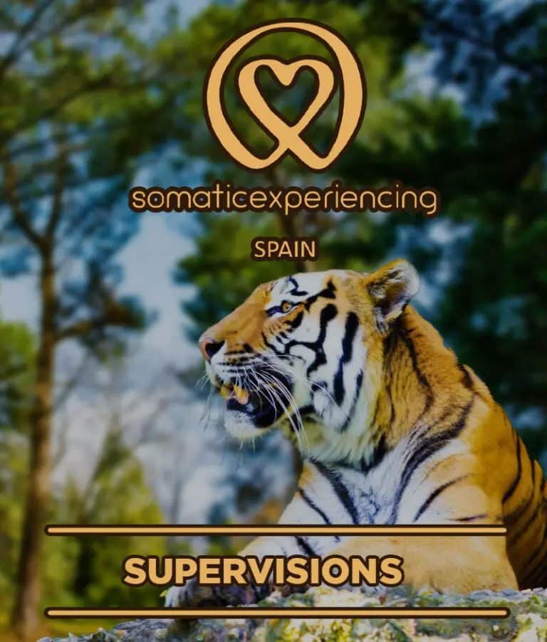 Image for registration in one of the Somatic Experiencing Spain training courses showing the image of a Bengal tiger as a background and the promotion details in text.
