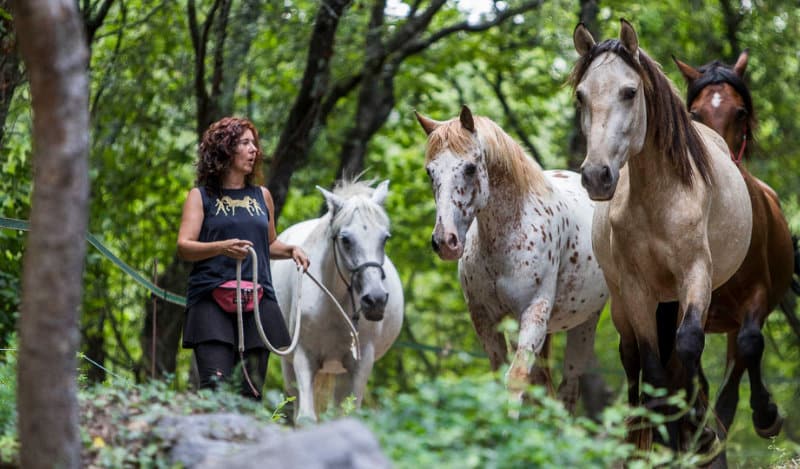 Equine Workshop: Refining Somatic Skills for SEPs