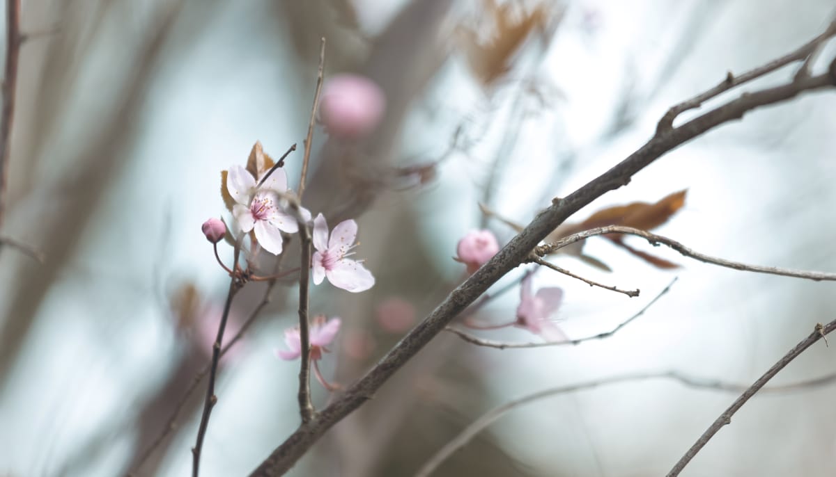 Refine, deepen, and expand your practice of SE